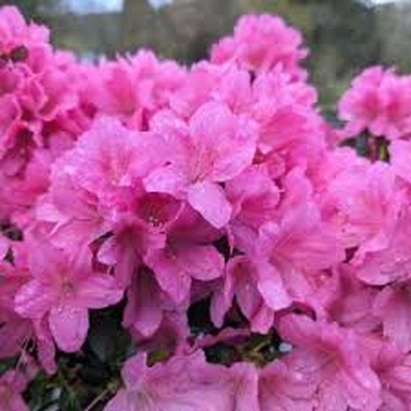 Rhododendron hybrids in varieties P23 (5 Ltr)