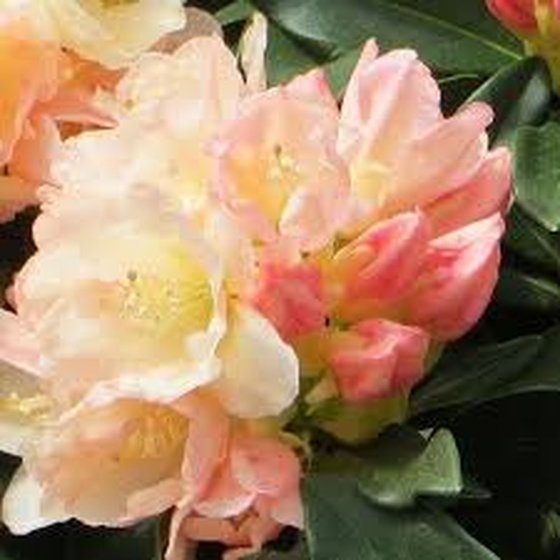 Rhododendron (Y) Golden Torch