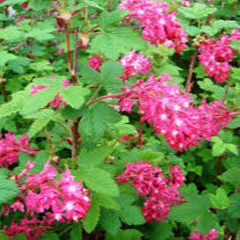Ribes sang. King Edward VII