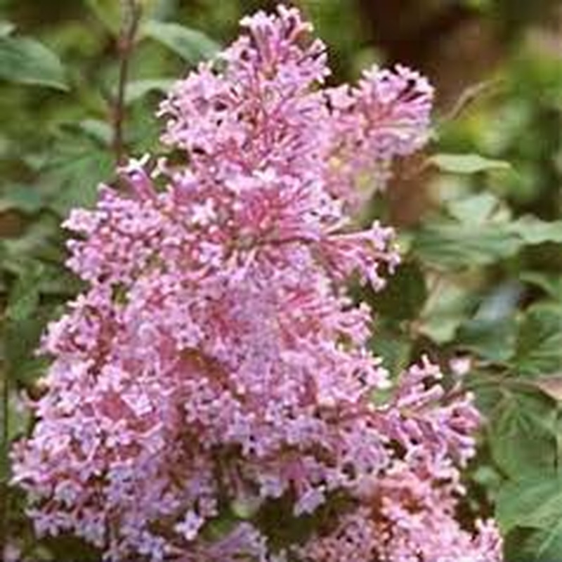 Syringa Jose