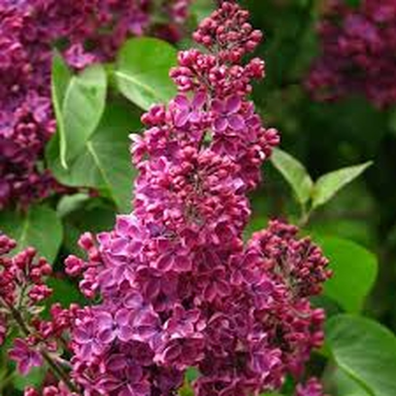 Syringa vulgaris