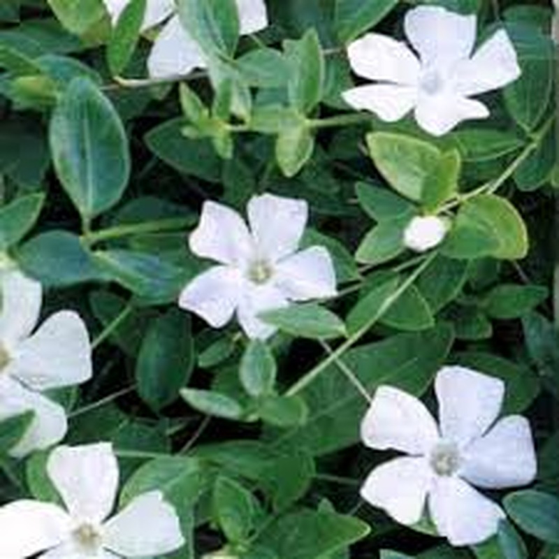 Vinca minor Elisa