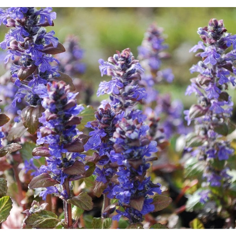 Ajuga reptans  Braunherz