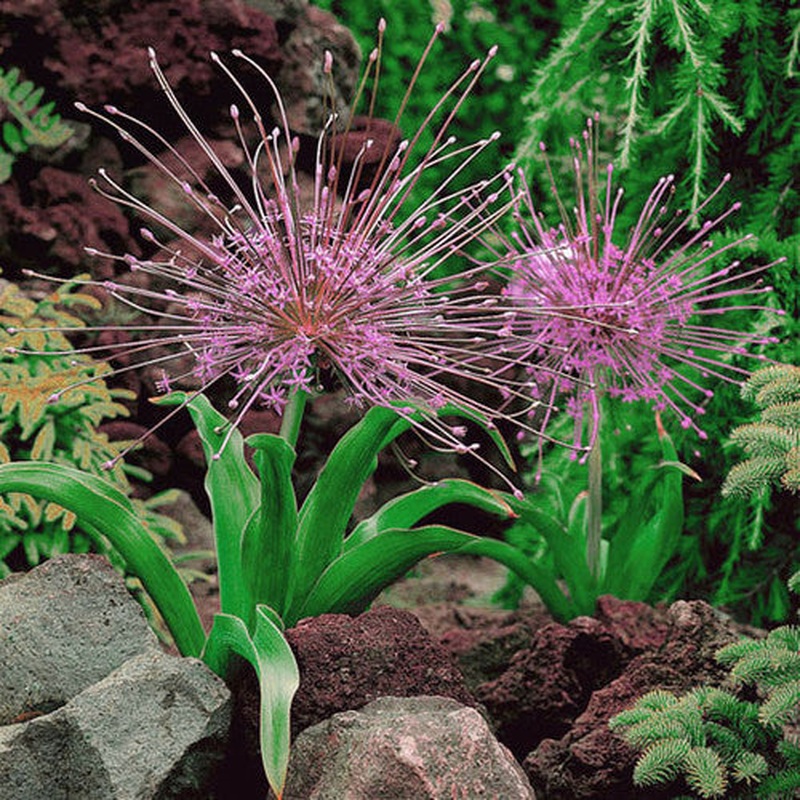Allium schubertii