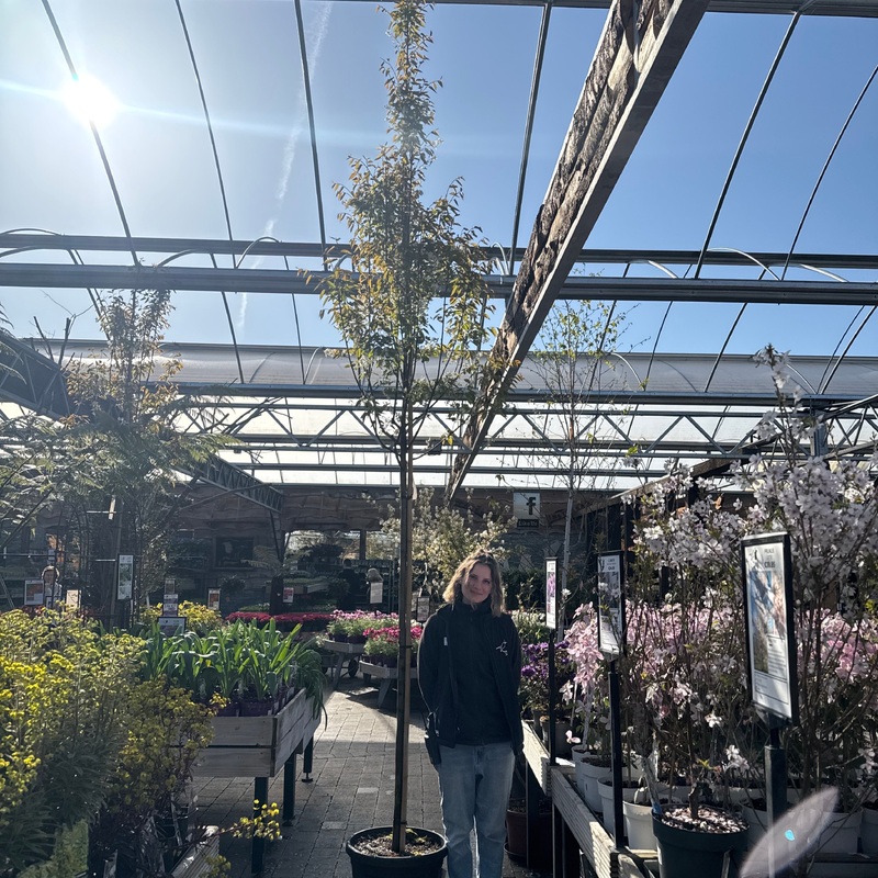 Amelanchier arborea Robin Hill C35 HS 10/12