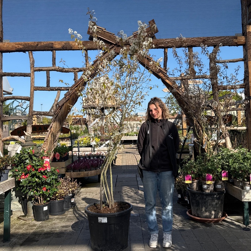 Amelanchier lamarckii C70 Multistem 200/250