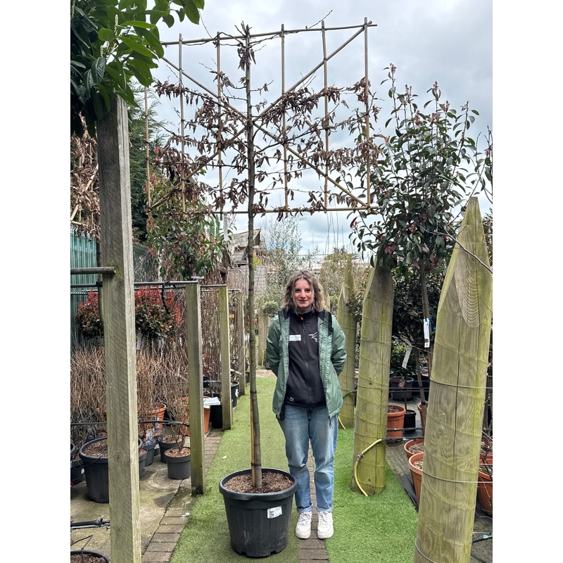 Carpinus betulus C45 HS Pleached 12/14  180cm stem 150x120