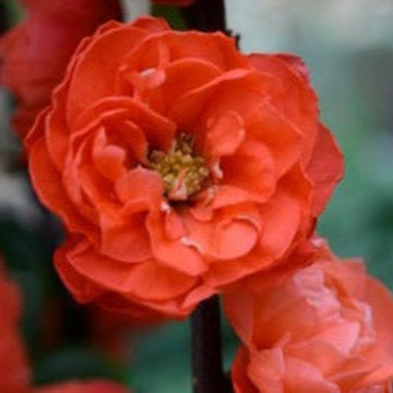 CHAENOMELES MANGO STORM