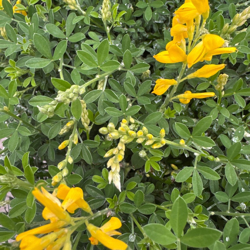 Genista spachiana / P15