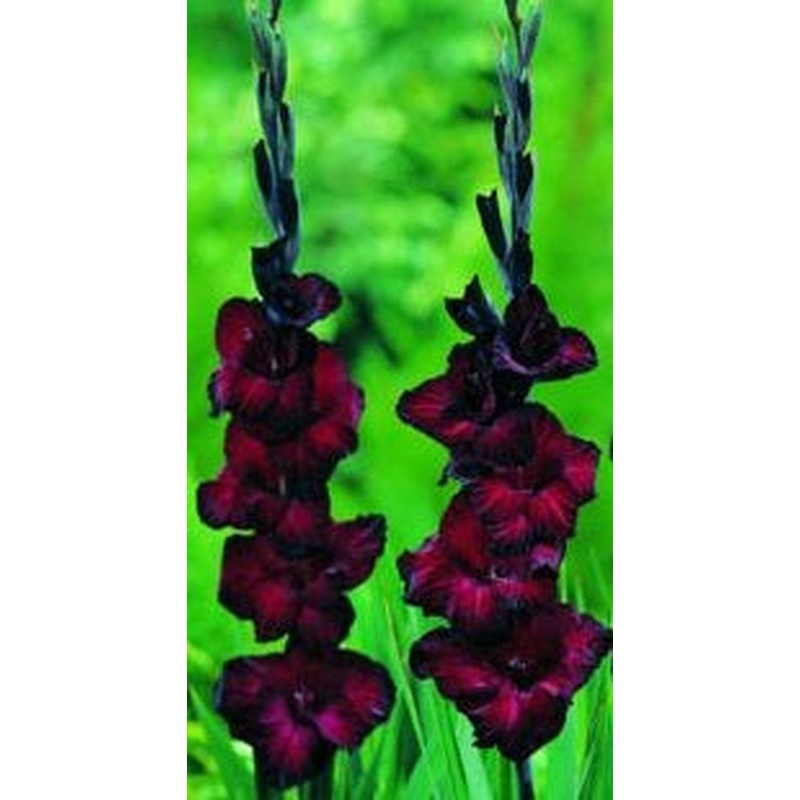 GLADIOLI BLACK STAR X 25