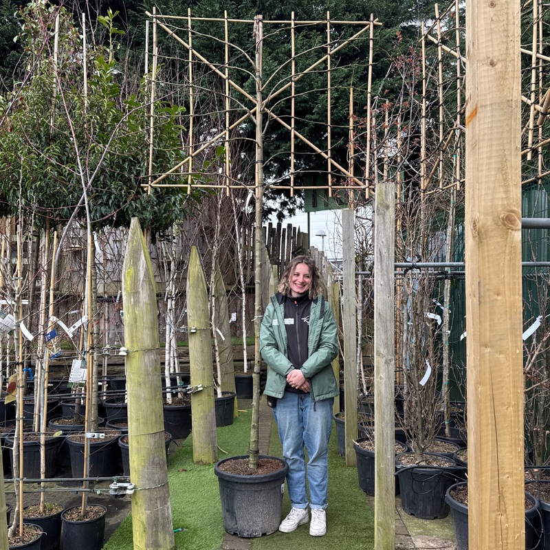 Liquidambar s. Worplesdon C45 HS Pleached 12/14 180cm stem 150x120