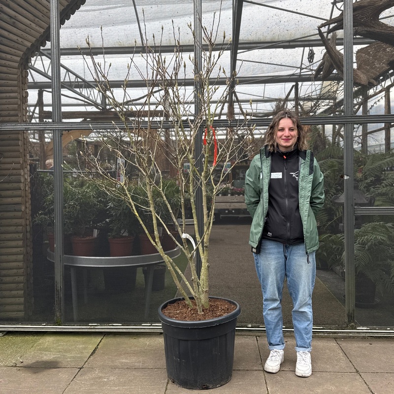 Magnolia liliiflora Nigra150-175, C35, SOL