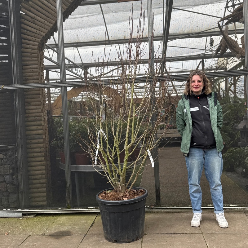 Magnolia loebneri Merrill175-200, C45