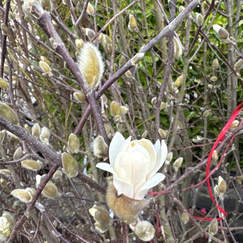 Magnolia stellata 150-175, C45, SOL