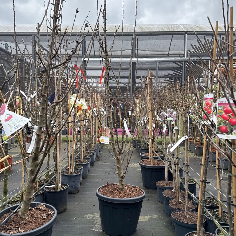 Malus d. Bolero C35 HS 8/10 Feathered