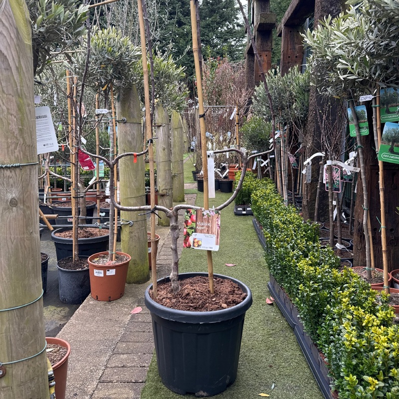 Malus d. Elstar C35 double U-form