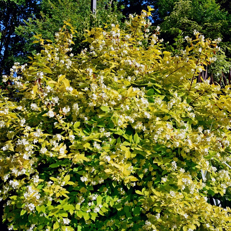 Philadelphus coronarius Aurea