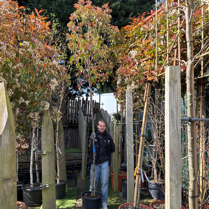 Photinia fraseri Red Robin C45 HS 8/10