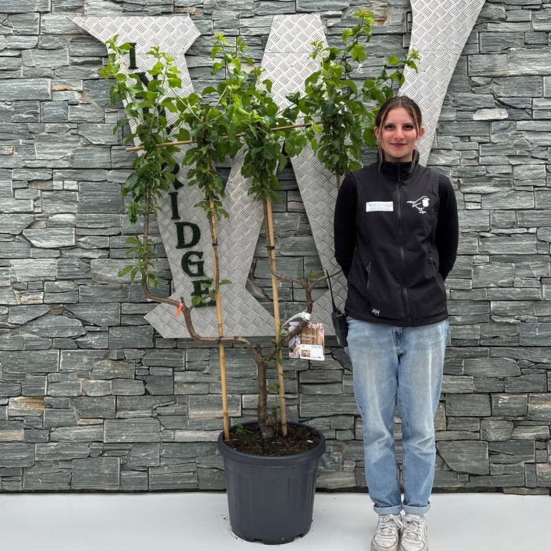 Prunus d. Victoria C35 double U-form