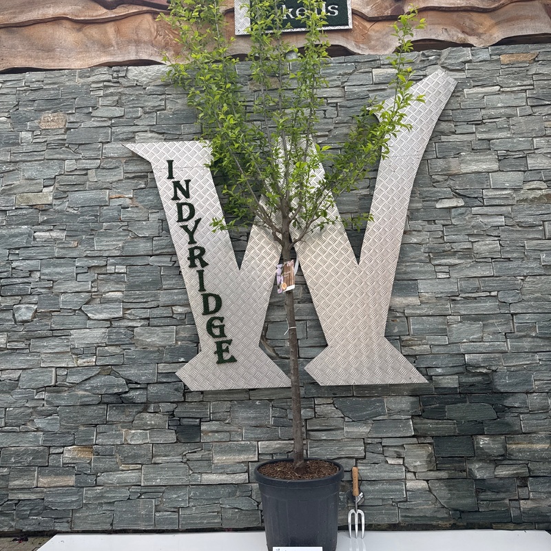 Prunus d. Victoria C35 HS 12/14