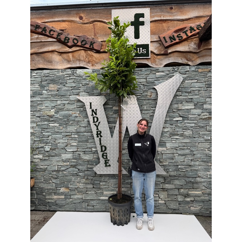 Prunus l. Angustifolia C45 HS 10/12