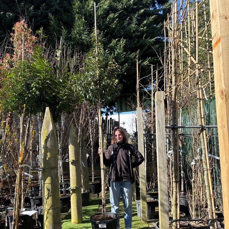 Prunus l. Novita C45 HS 10/12