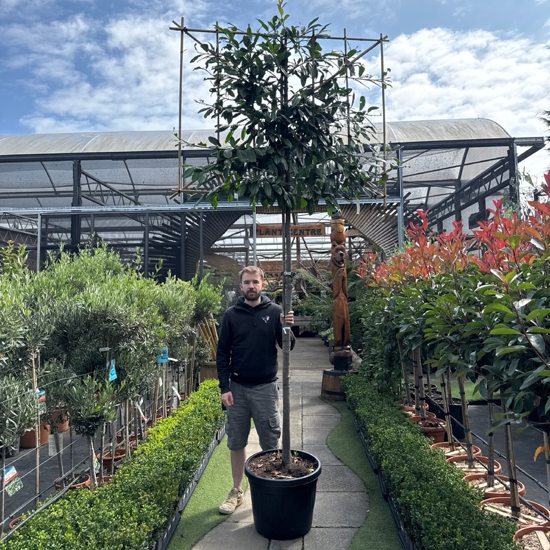 Prunus l. Novita C45 HS Pleached 10/12 180cm stem 150x120