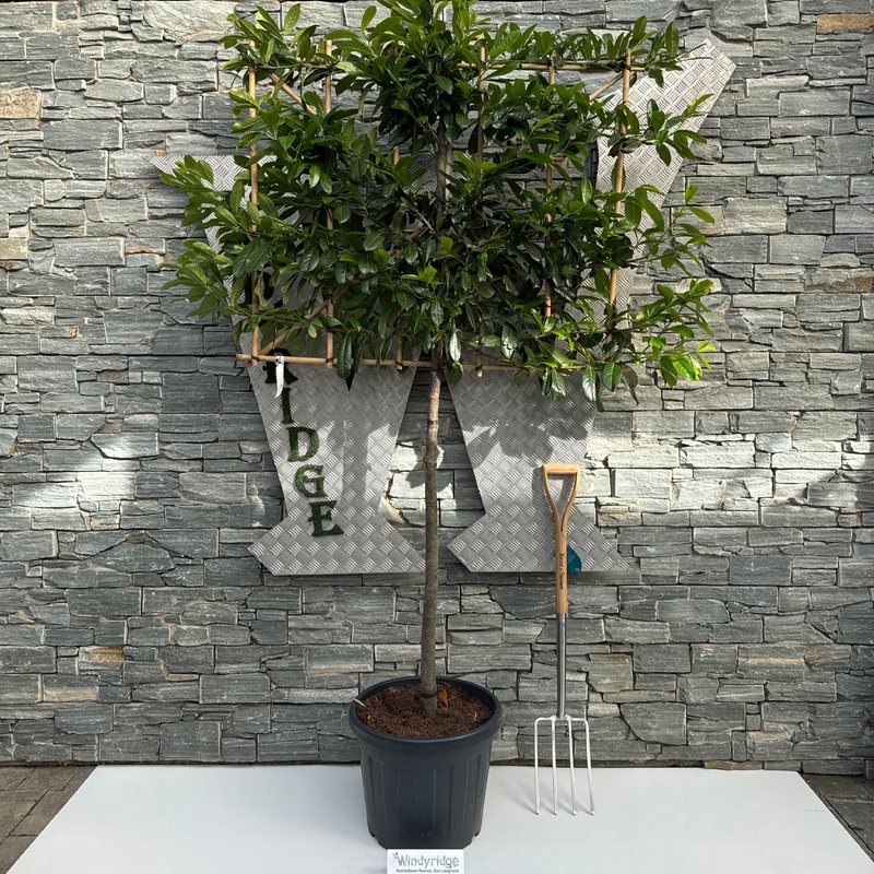 Prunus l. Novita C45 HS Pleached 110cm stem 120x100