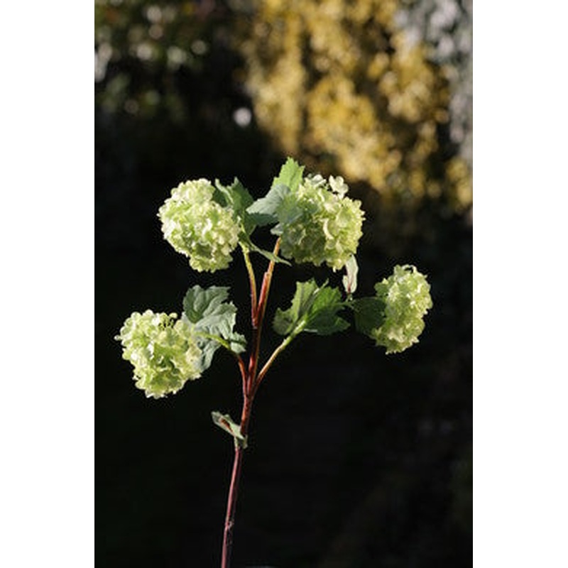 Viburnum Pale Green