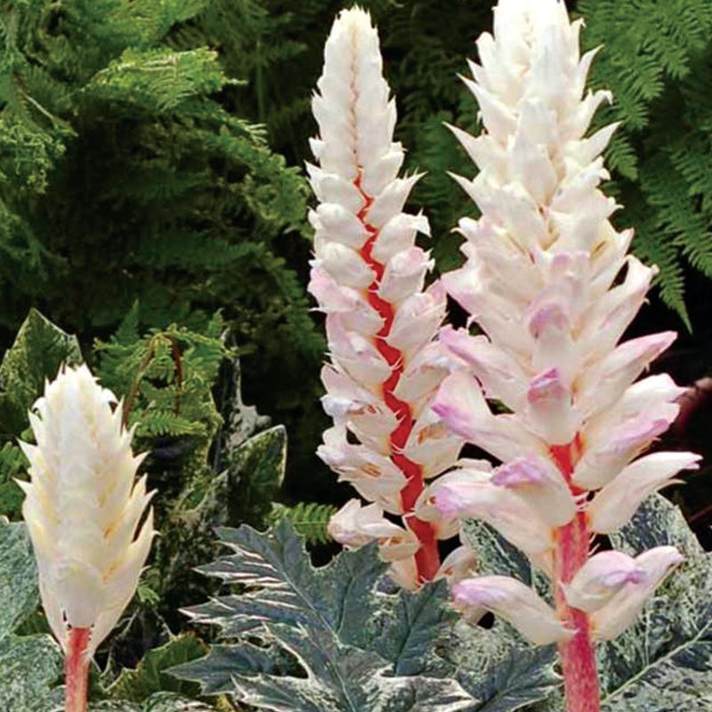 Acanthus Whitewater