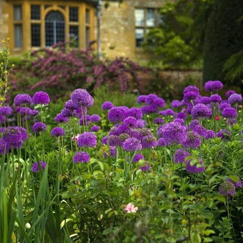 Allium holl. Purple Sensation