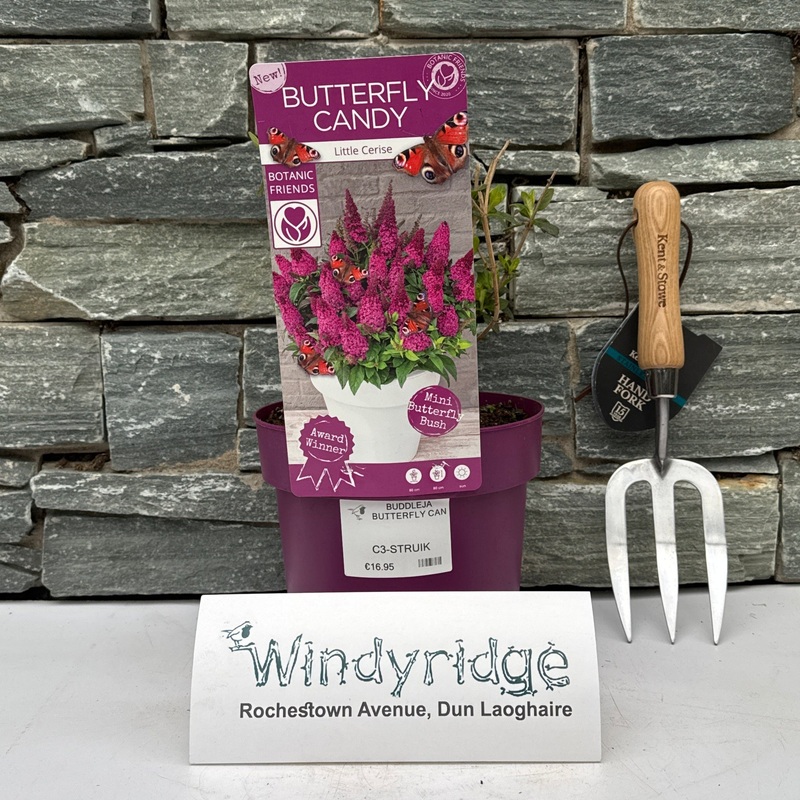 BUDDLEJA BUTTERFLY CANDY LITTLE CERISE