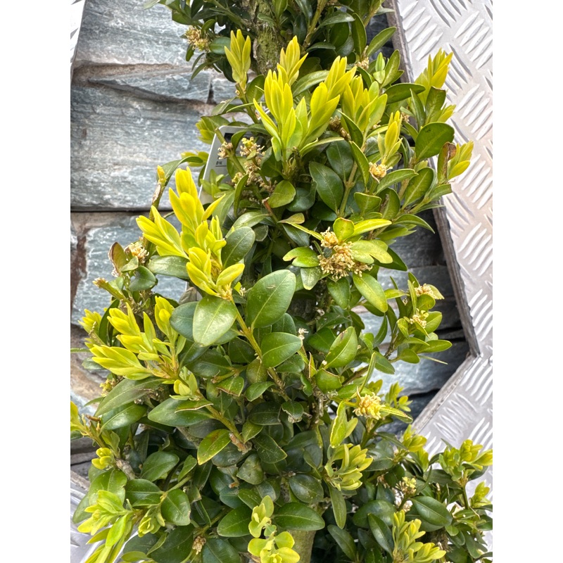 Buxus Spiral 100cm