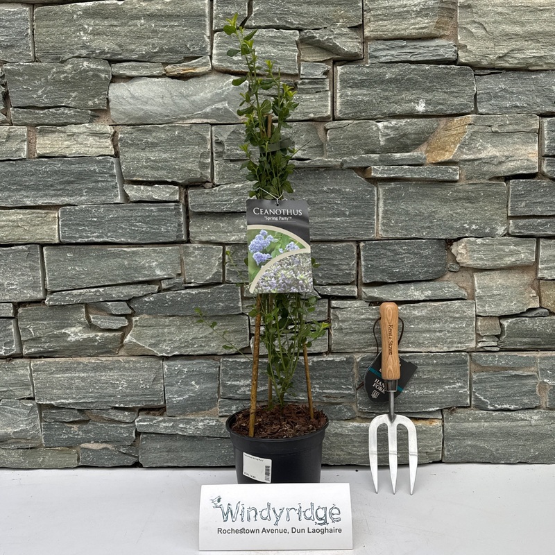 Ceanothus Spring Party