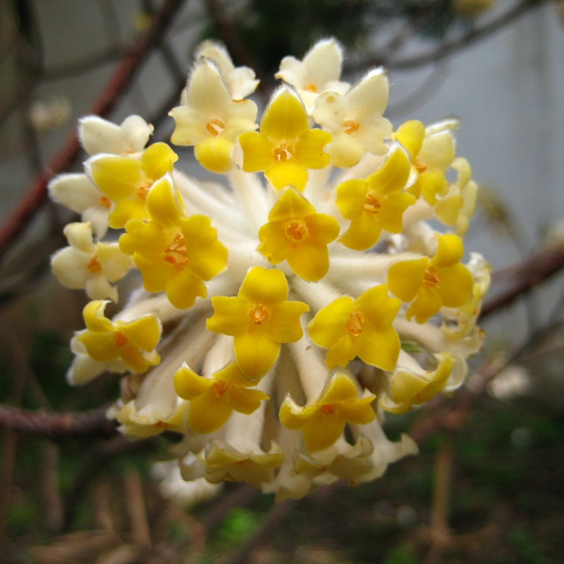 Edgeworthia chrys. Grandiflora