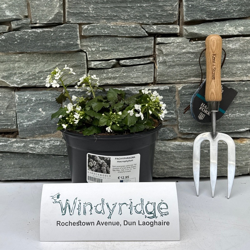 PACHYPHRAGMA macrophyllum