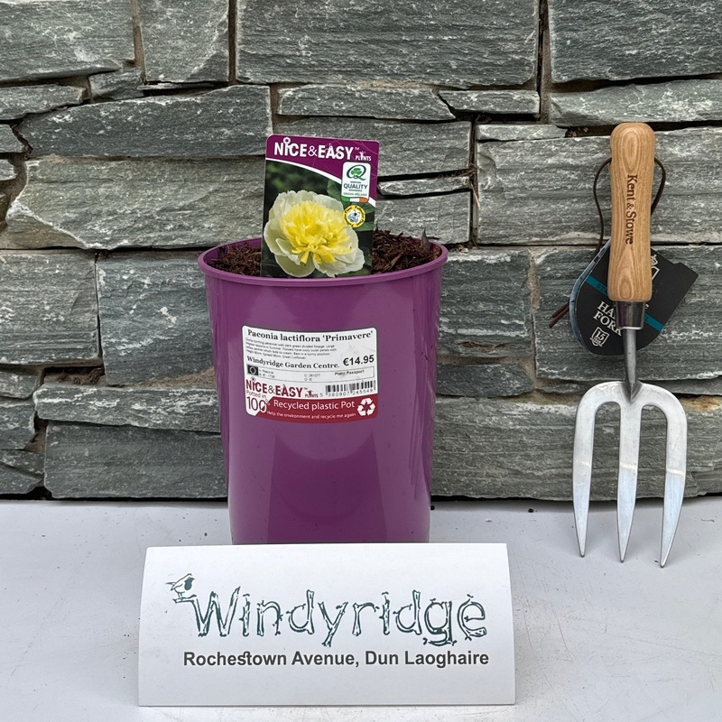 Paeonia lactiflora Primavere