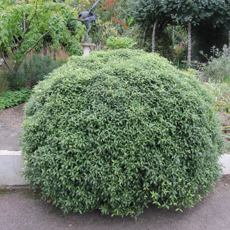 PITTOSPORUM tenui.Golf Ball   3L