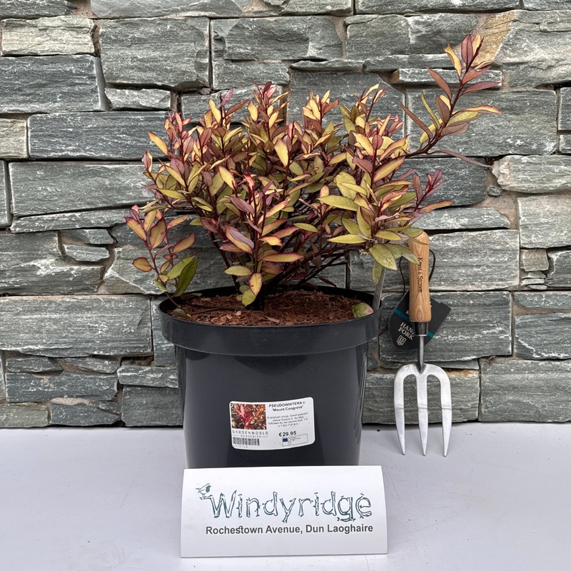 PSEUDOWINTERA c. Mount Congreve