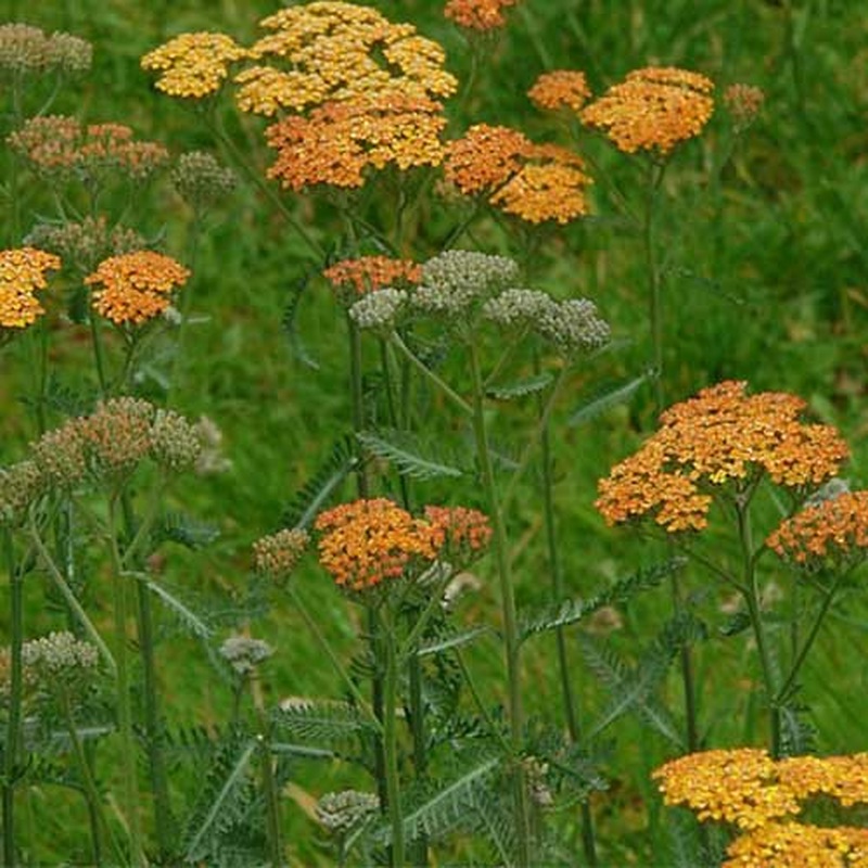 Achillea Terracotta