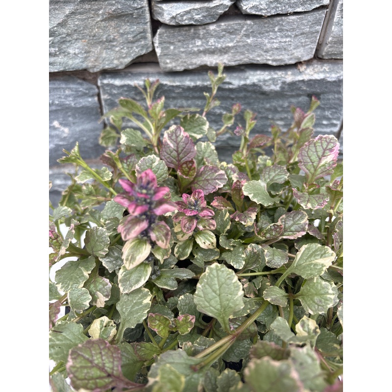 Ajuga Burgundy Glow