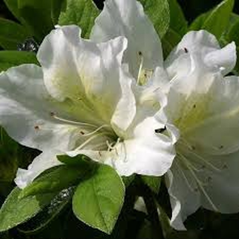 Azalea (J) Mary Helen