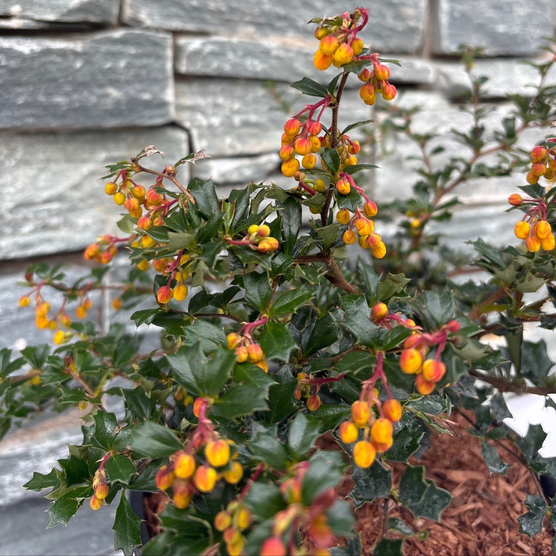 BERBERIS darwinii Compacta