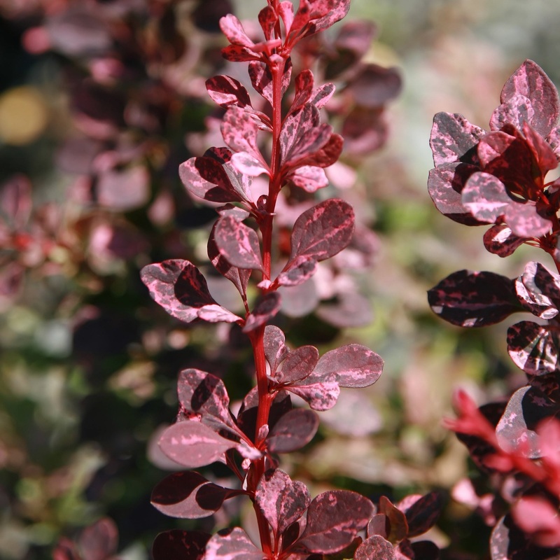 BERBERIS T. ROSE GLOW
