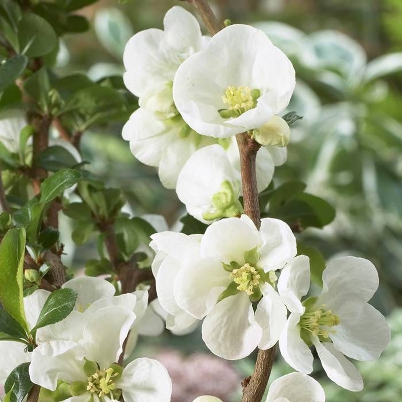 CHAENOMELES S. JET TRAIL