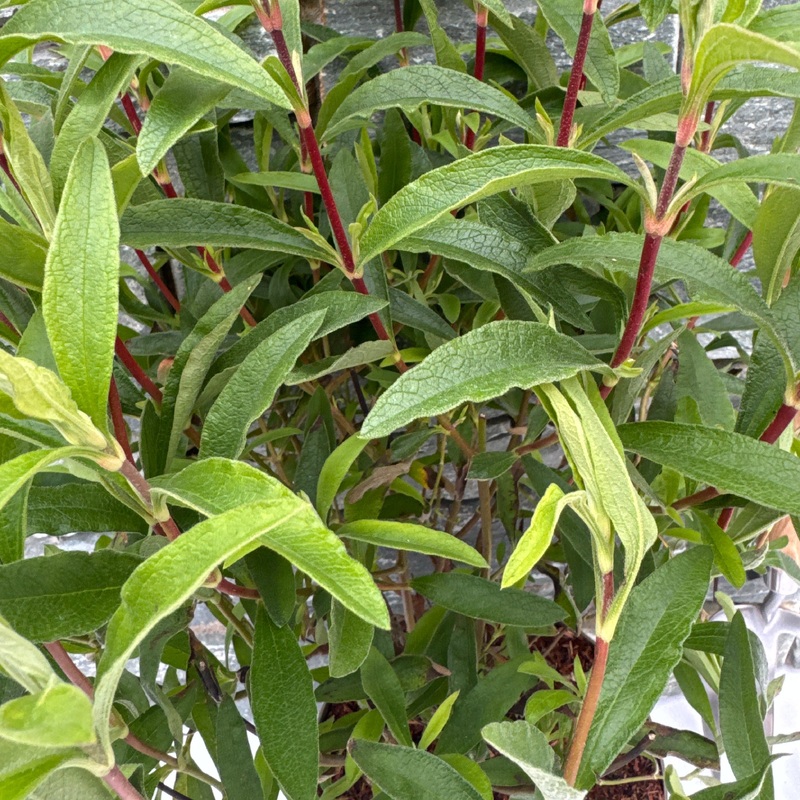 CISTUS P. ALAN FRADD
