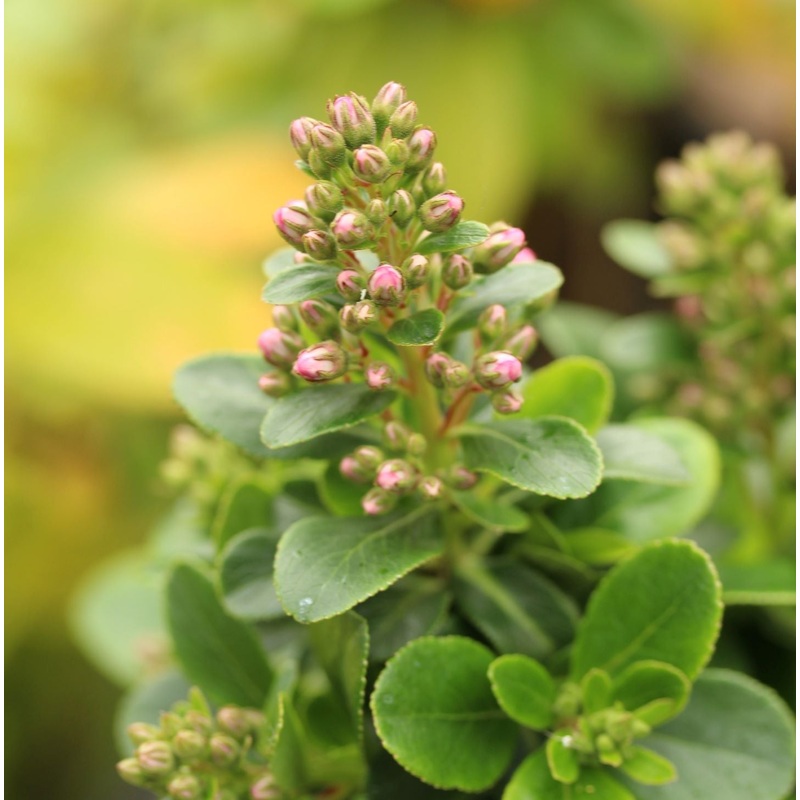 Escallonia Lav Pink Elle