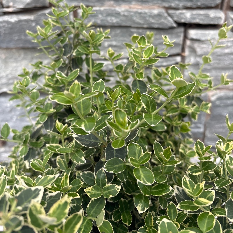 Euonymus Emerald Gaiety