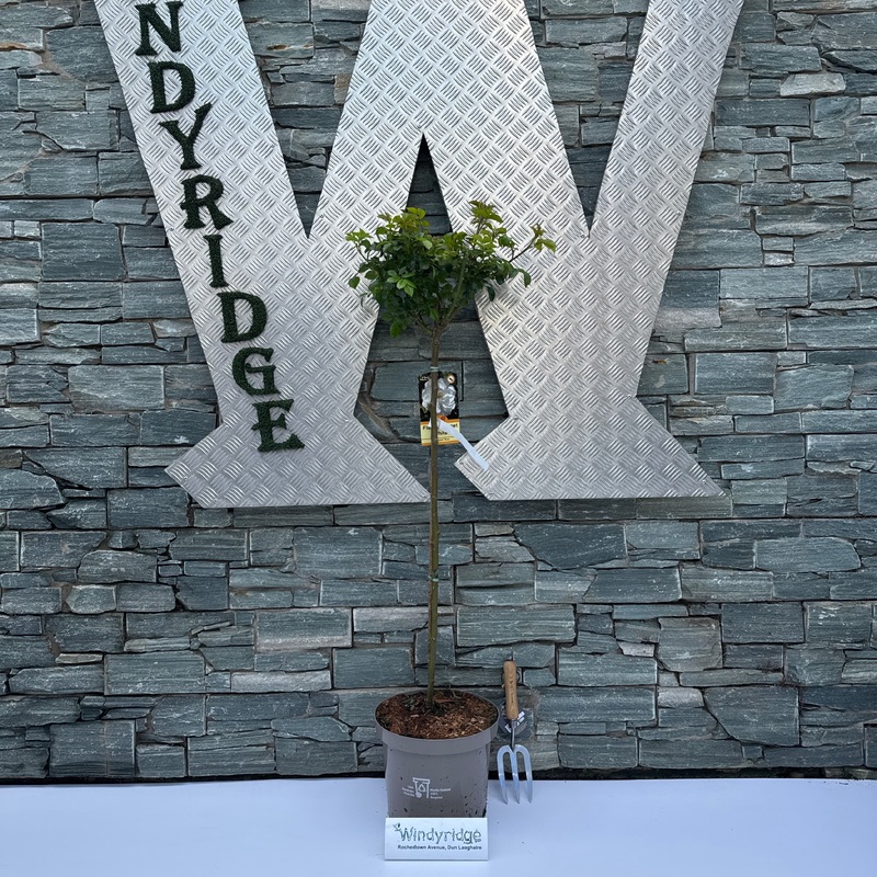 FLOWER CARPET WHITE Half Standard