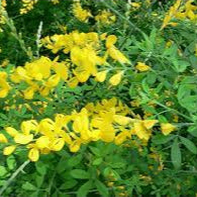 Genista spachiana